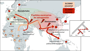 Anatolian vs Pangeavestige Fault Line Homo Divide map